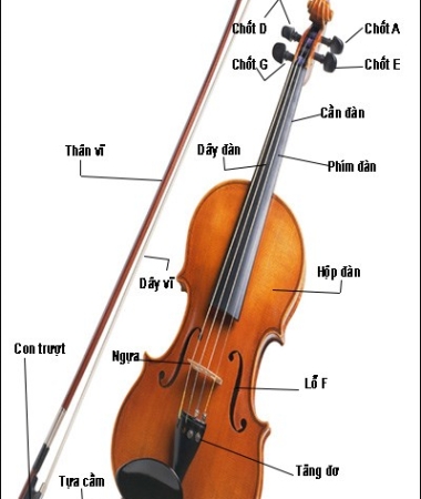 🎻 Những điều cần biết về đàn violin – Kiến thức cơ bản cho người yêu nhạc tại BMT