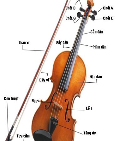 🎻 Những điều cần biết về đàn violin – Kiến thức cơ bản cho người yêu nhạc tại BMT